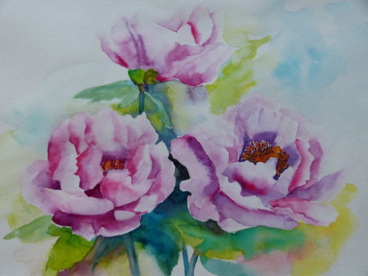 Pfingstrosen 30x40