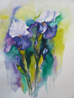 Iris 30x40