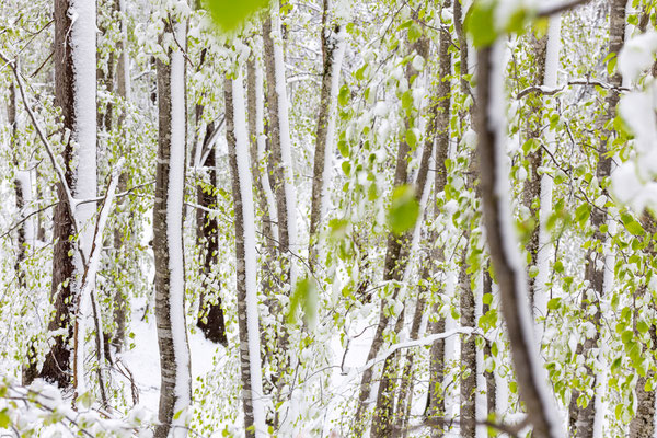 Snow05