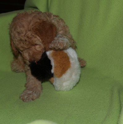 Aimee hatte nur Spaß mit der Ente! Ich soll hoch gucken - nee... keine Lust .... so sind die Wauzis :-)