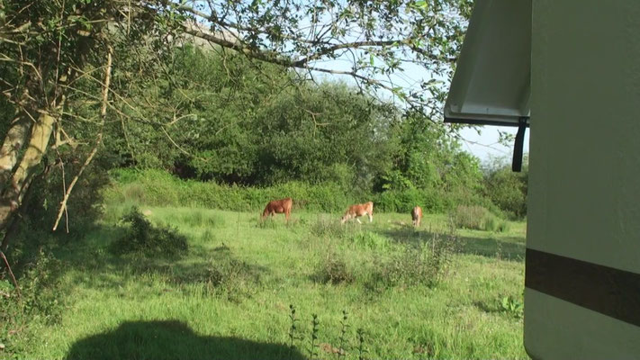 Les vaches à côté de nous dans le champ !