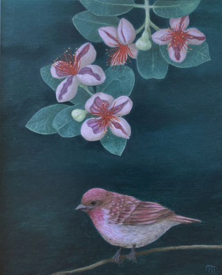 "La Vie en rose" (Roselin Pourpré et Goyavier du Brésil), huile sur bois 20x25 cm, 2024, disponible.