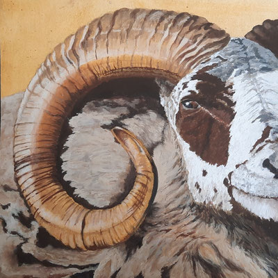 Mouflon, peinture gouache-acrylique, 30x30cm