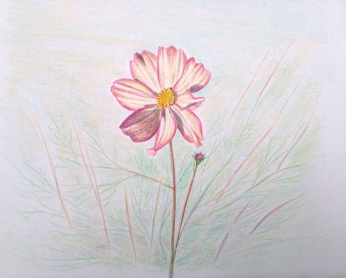 Cosmea im Morgenlicht