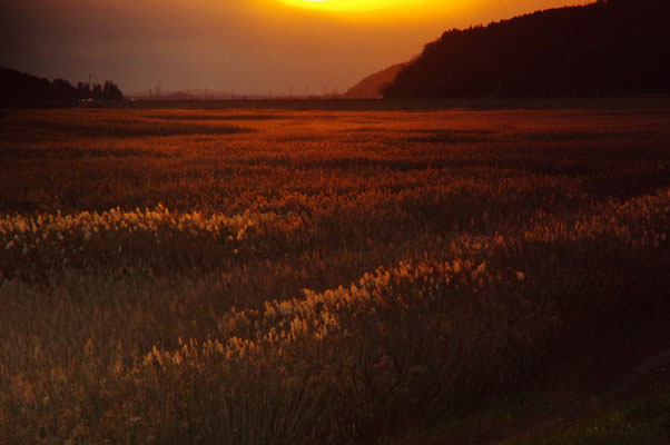 輝く葭原の夕暮れ