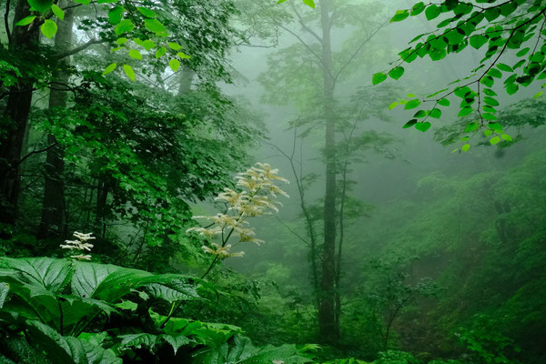 霧林を飾る　佐々木　康照