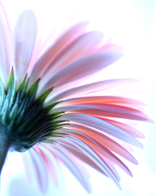 Aster