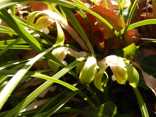 【春蘭＊開花株＊5つの可憐なお花が咲いています】天然/野生/里山自生/山野草 春蘭＊開花株＊5つの可憐なお花が咲いています】天然/野生/