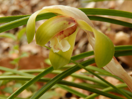 身近な 草・木・花 - グリーメゾン鶴牧3管理組合