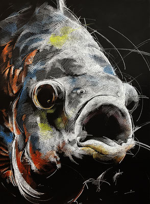 Oscar / Pfauenaugenbuntbarsch / Buntstift auf schwarzen Platten / 45x67.5 cm 
