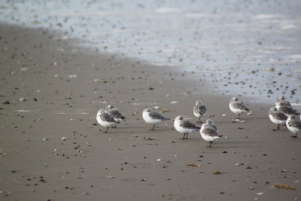 Strandläufer