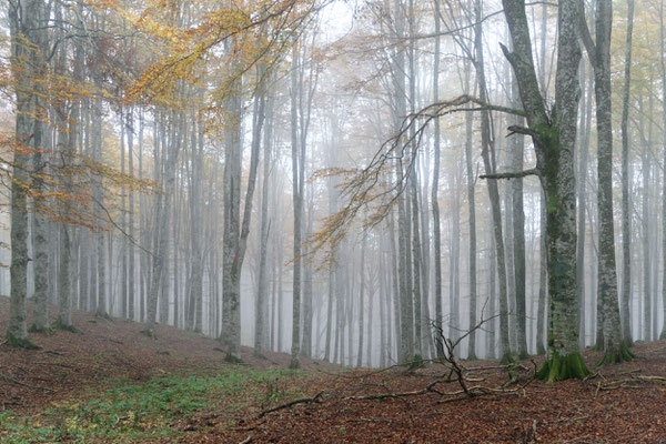 Buchenwald in Pian Cansiglio