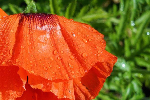 Klatschmohn