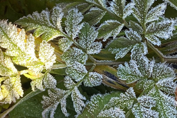 Herbstblätter