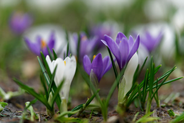Krokus