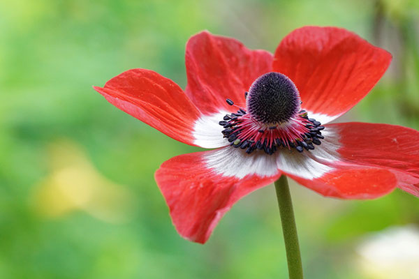 Klatschmohn
