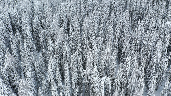 Winterwald