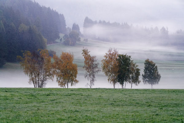 Birken in Niederrasen