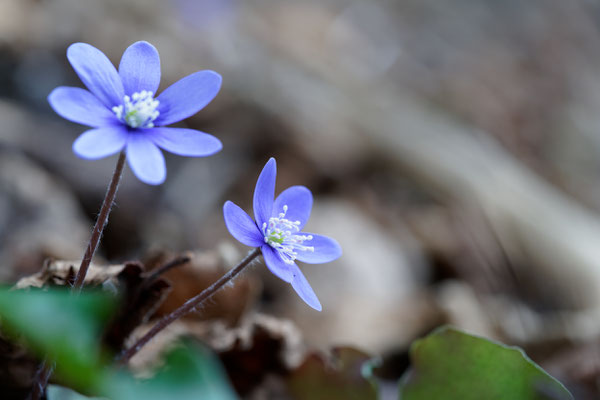 Leberblümchen
