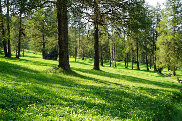 Lärchenwald in Sexten
