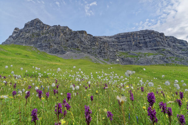 Alpenblumen