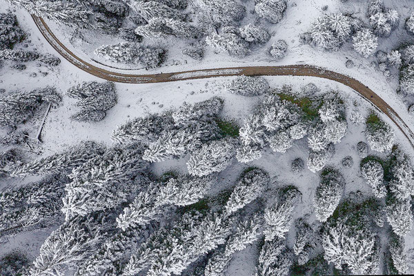 Winterwald