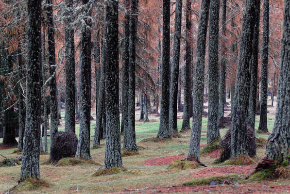 Lärchenwald in Sexten