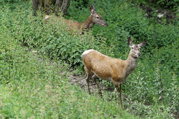 Damhirschweibchen