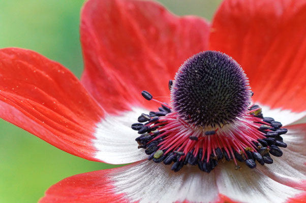 Klatschmohn