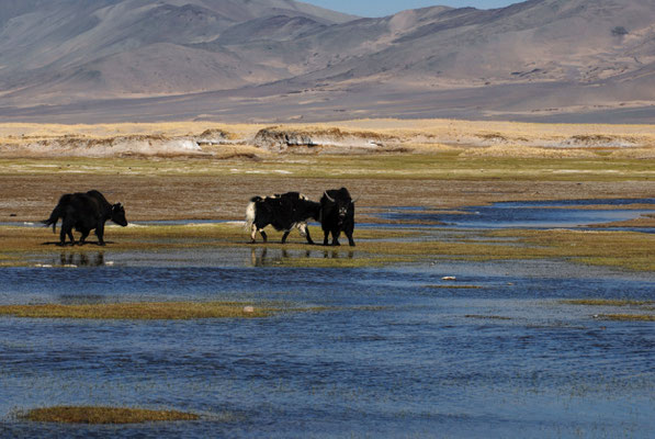 Das Tsangpo Tal