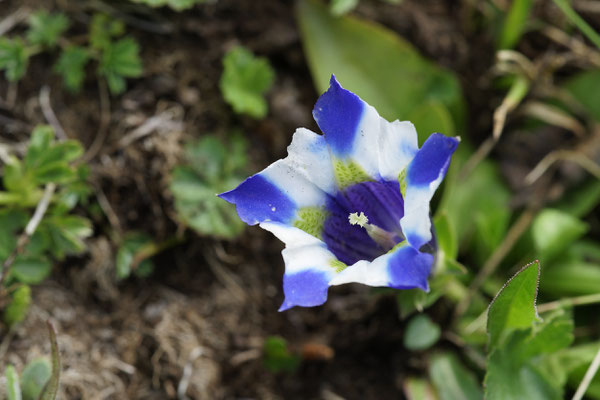 Blau-Weiß-Gestreifer Enzian