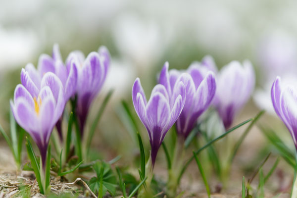 Krokus