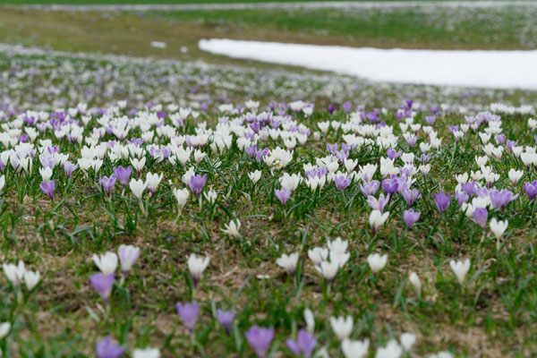 Krokus
