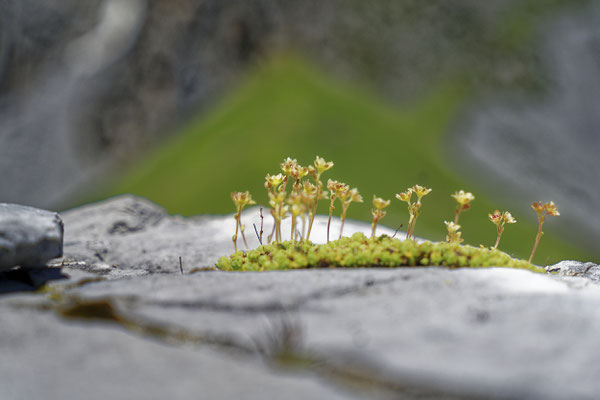 Alpenblumen