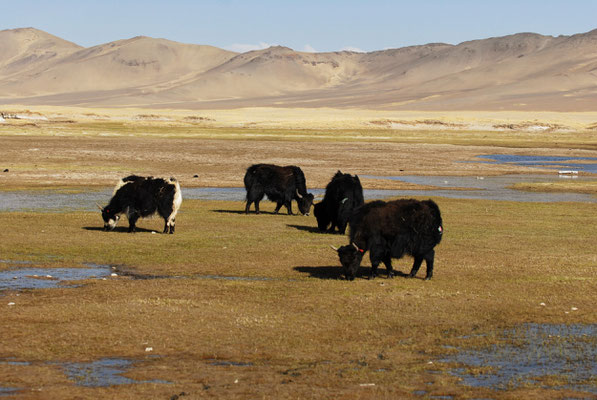 Das Tsangpo Tal