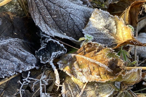 Herbstblätter