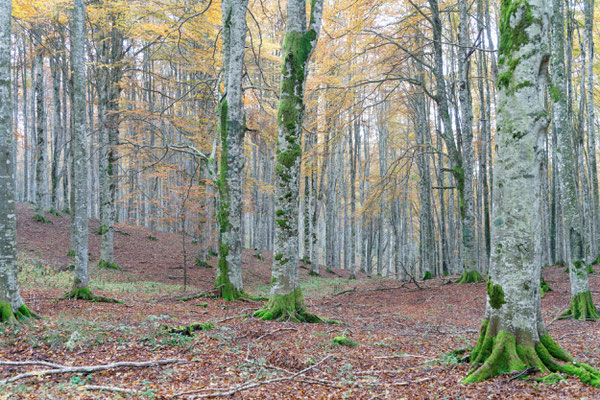 Buchenwald in Pian Cansiglio