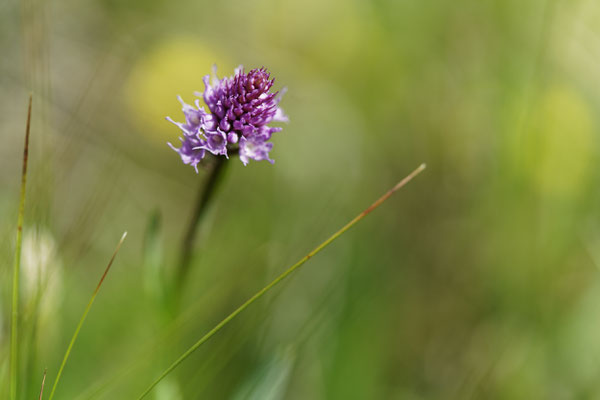 Kugelorchis