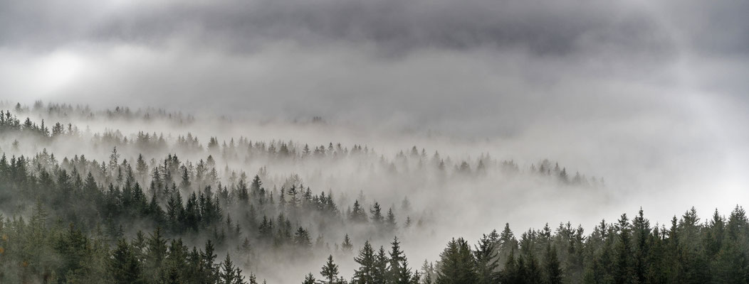Wald im Nebel