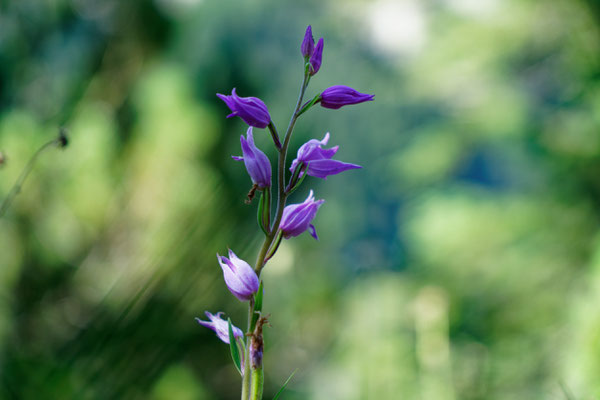 Glockenblume