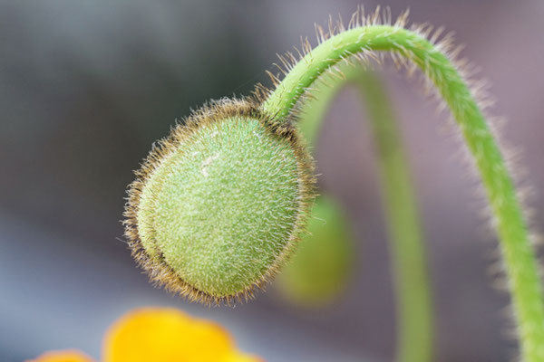 Klatschmohn