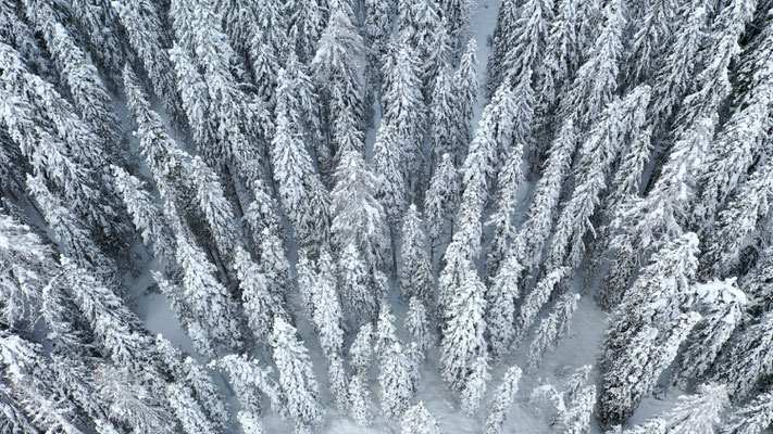 Winterwald