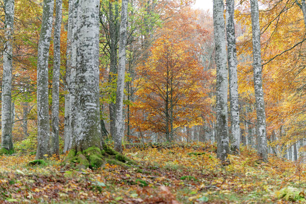 Buchenwald in Pian Cansiglio