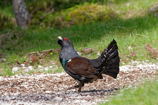 Auerhahn