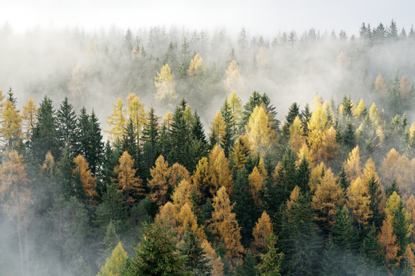 Herbstwald 