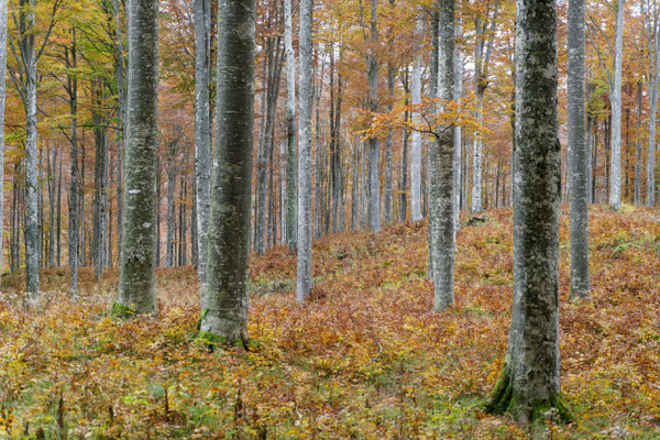 Buchenwald in Pian Cansiglio