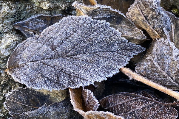 Herbstblätter