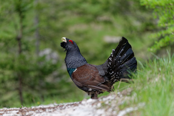 Auerhahn