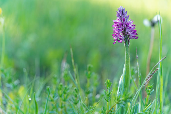 Helm-Knabenkraut (Orchis militaris)