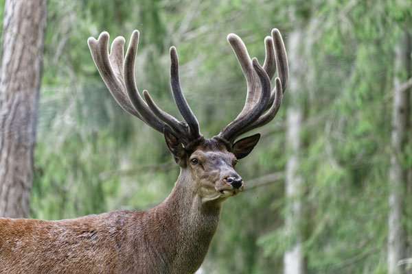 Damhirsch